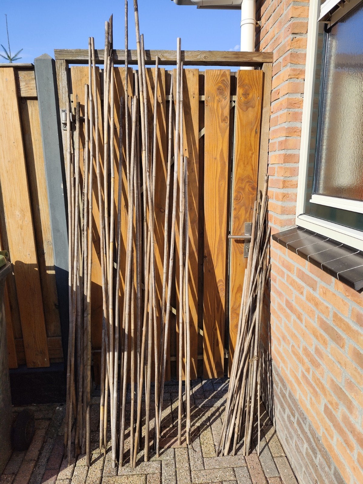 Bamboe stokken voor planten of decoratie, Ophalen, Bloeit niet, Overige soorten, Halfschaduw
