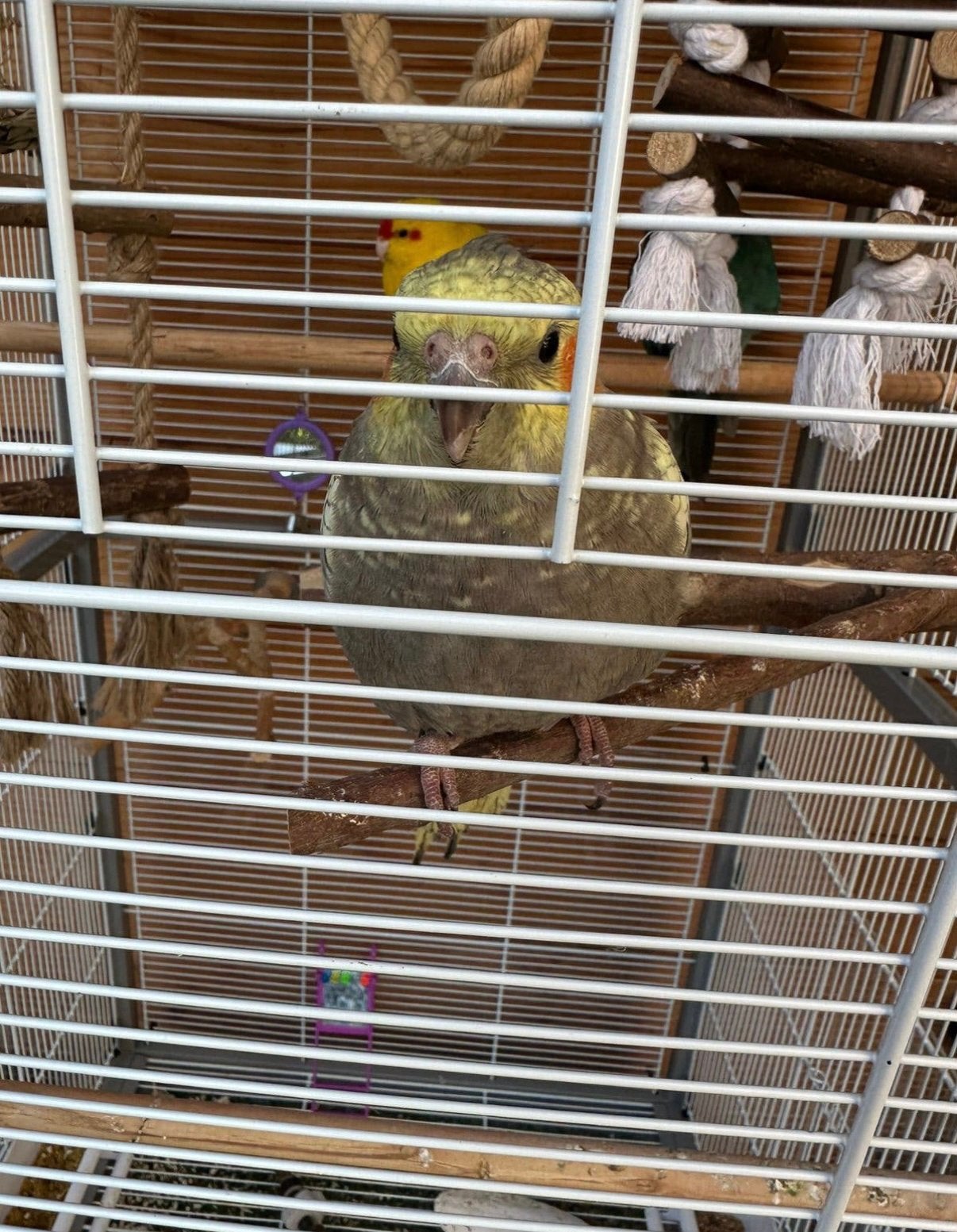 Lieve vogels Valkparkiet en koppel kakarki’s, Dieren en Toebehoren, Meerdere dieren, Parkiet