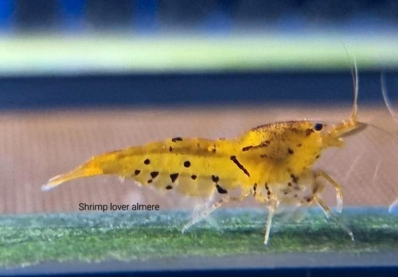 tangerine Oranje tijgergarnalen op kraanwater, Kreeft, Krab of Garnaal, Zoetwatervis