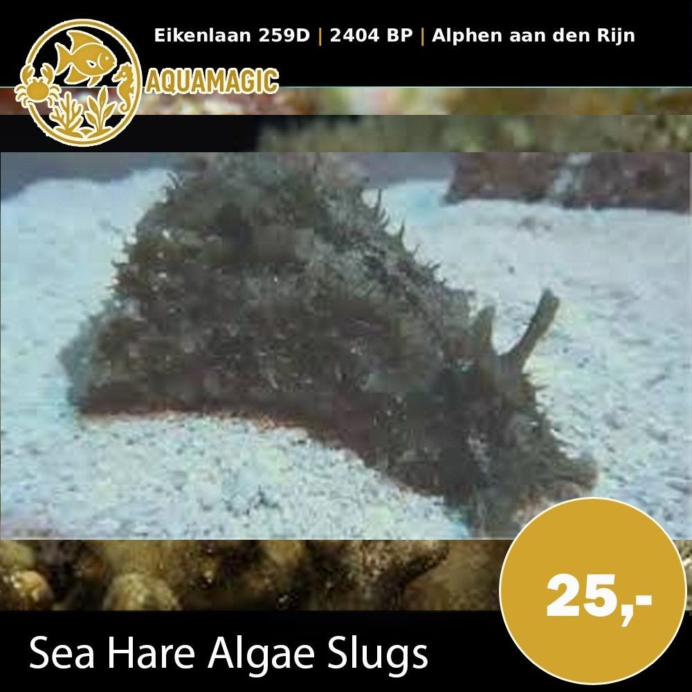 sea hare algae slugs, Dieren en Toebehoren, Vissen | Aquariumvissen, Slak of Weekdier, Zoutwatervis