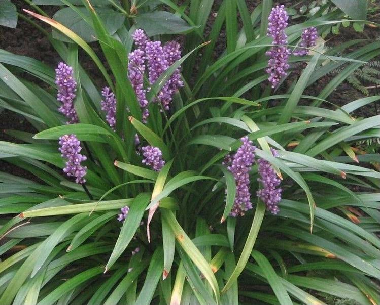 Liriope stekjes te koop, Ophalen of Verzenden