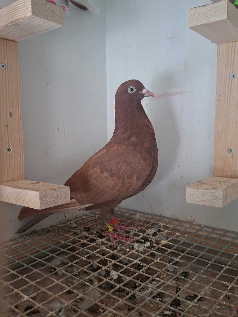 Sheffield Tipplers, Hoogvliegers, Dieren en Toebehoren, Vogels | Duiven, Meerdere dieren, Overige soorten