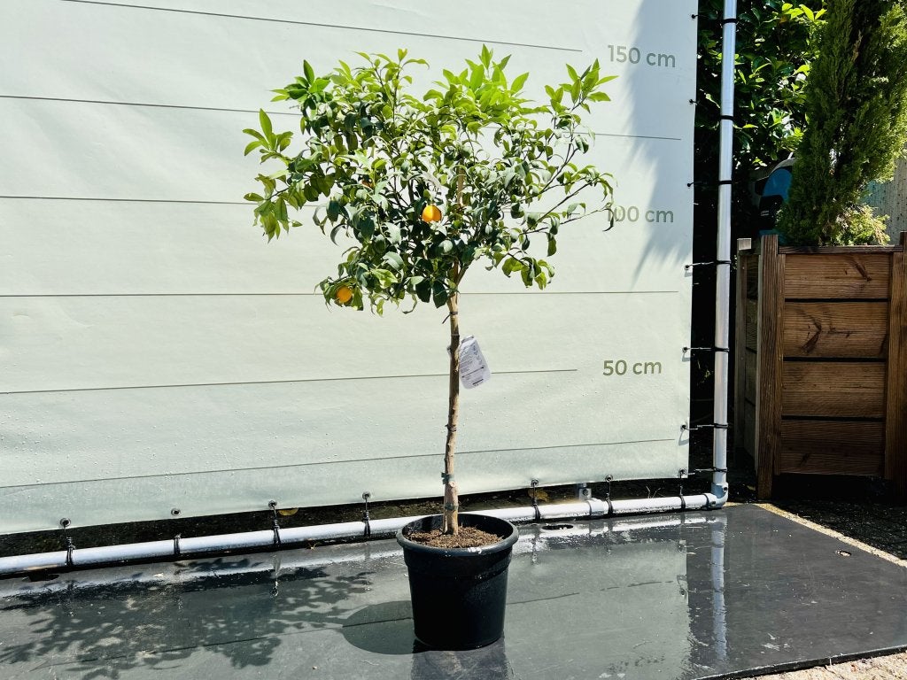 Kumquat - Citrusboom - stamomvang 8-10 cm, Tuin en Terras, Planten | Bomen, 100 tot 250 cm, Zomer, Volle zon, In pot