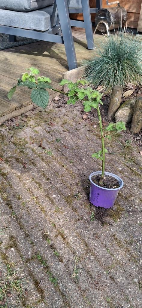 Stek Bramen struik, Volle zon, Vaste plant, Ophalen of Verzenden, Zomer