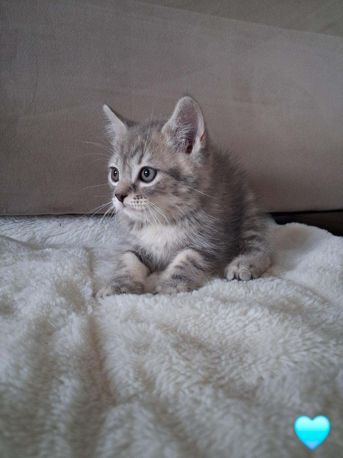 Beschikbaar 1 britse langhaar x  europees korthaar kitten., Dieren en Toebehoren, Meerdere dieren, Ontwormd, 0 tot 2 jaar