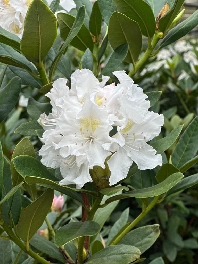 30x Rhododendron Cunningham's White Wit 40/60 cm, Ophalen, Rhododendron, Struik, Minder dan 100 cm