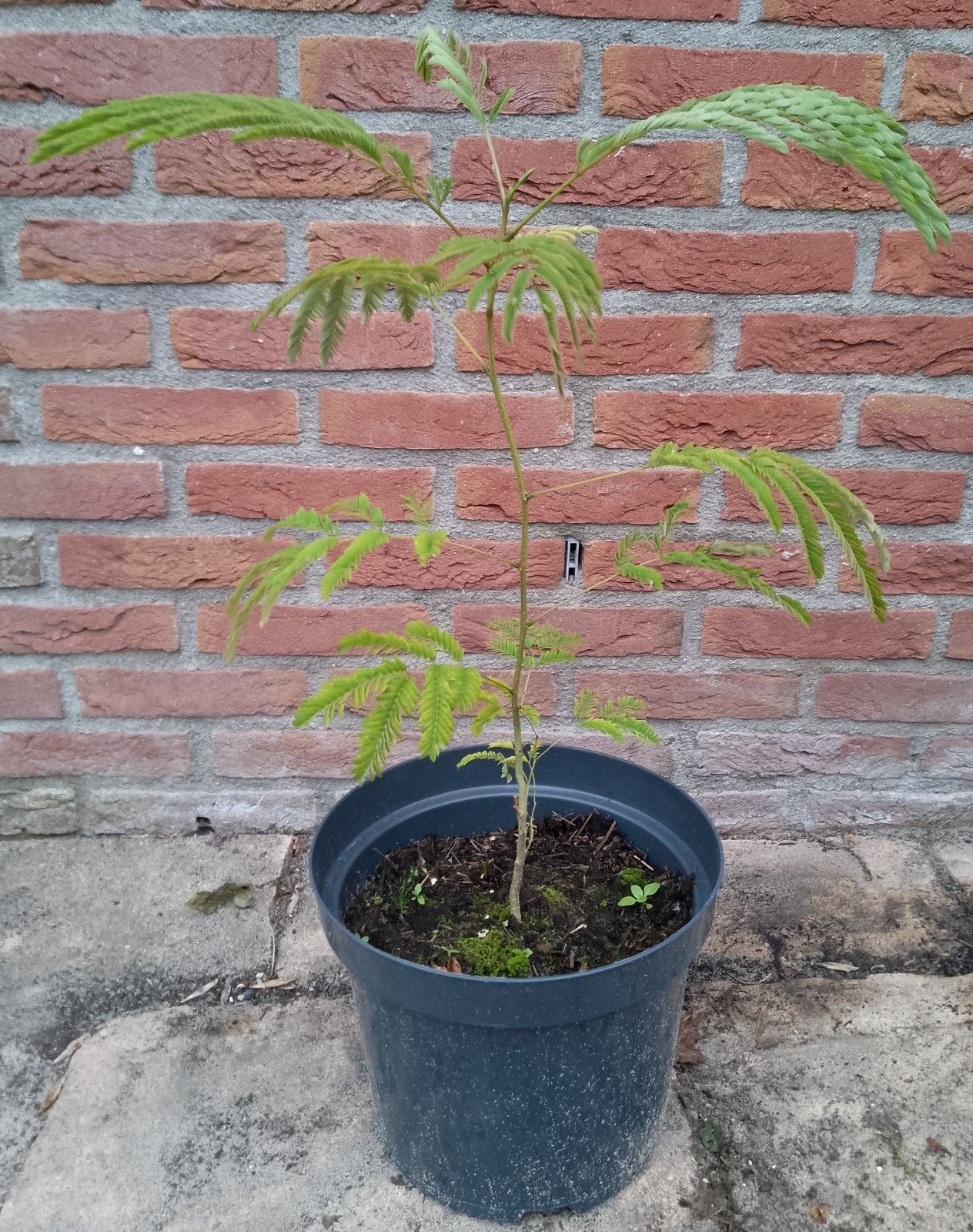 Perzische slaapboom, Albizia julibrissin, bio, Tuin en Terras, Overige soorten, 250 tot 400 cm, Zomer, Ophalen