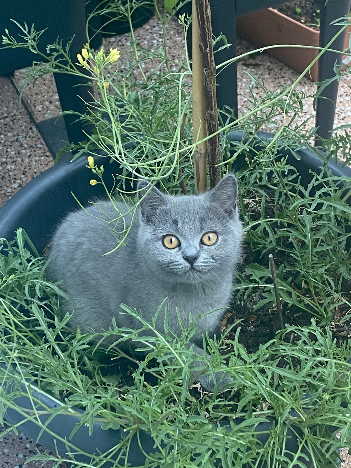 Licht/donker grijs britse korthaar kittens, Poes, Ontwormd, 0 tot 2 jaar
