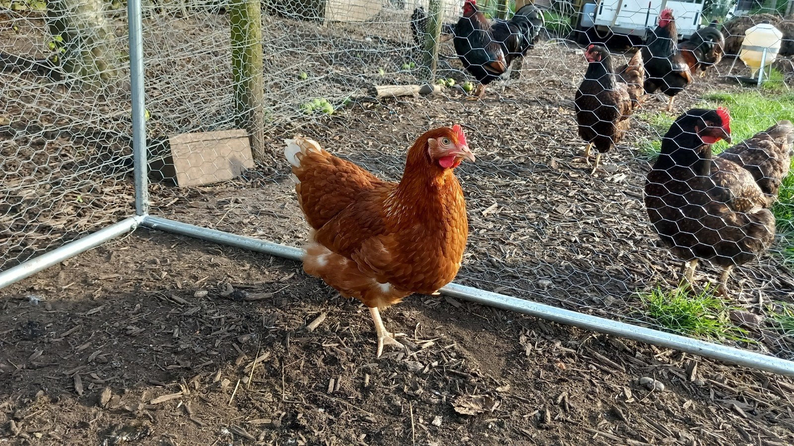 Jonge bruine leghennen te koop, Dieren en Toebehoren, Pluimvee