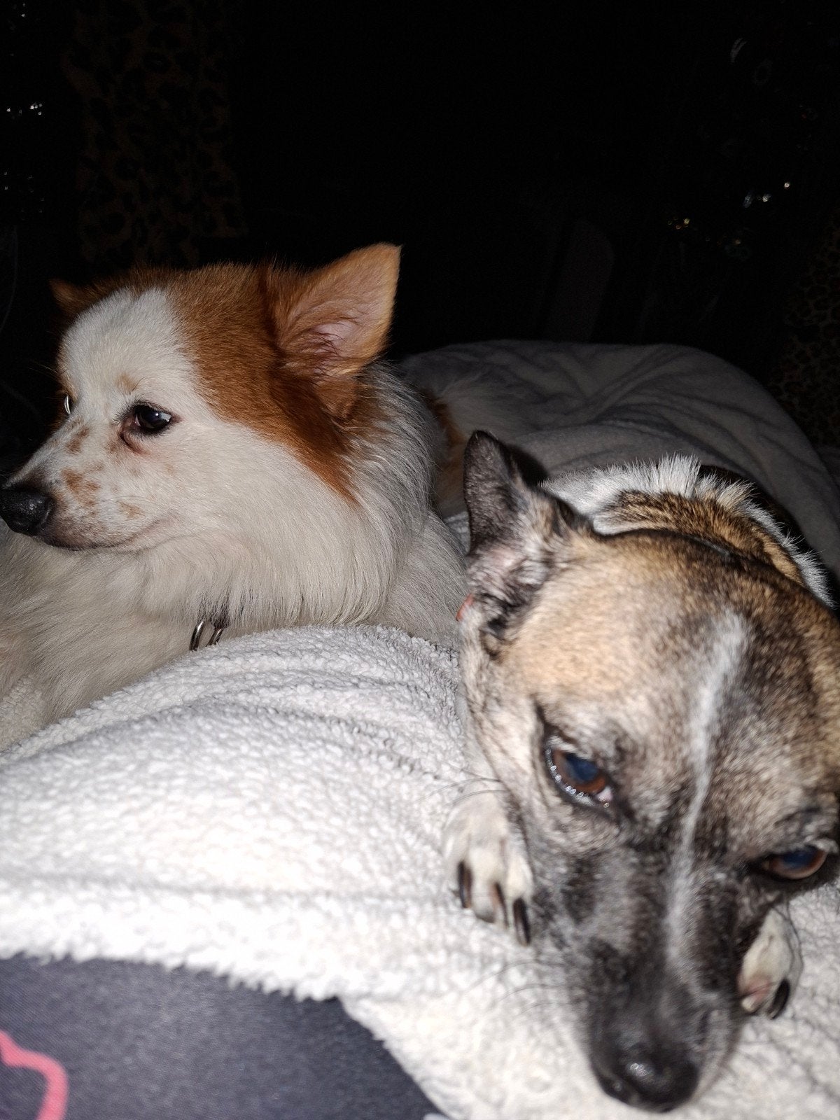 leuke kruising pups, 8 tot 15 weken, Meerdere, Meerdere dieren, Nederland