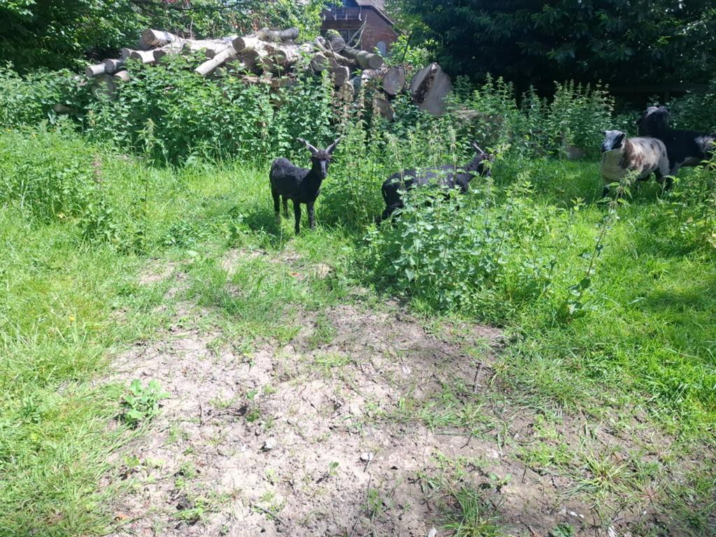 Racka rammen, Dieren en Toebehoren, Mannelijk, Overige soorten