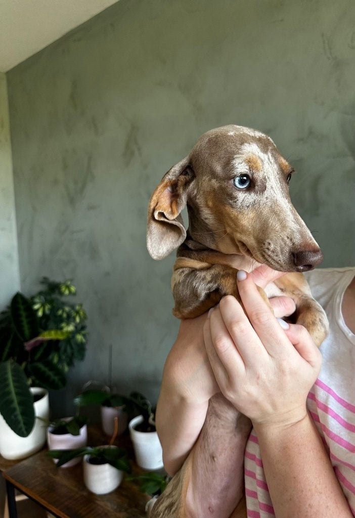 Miniature Stunning Merle/Isabella Dachshund Puppy, 15 weken tot 1 jaar, Korthaar, Dwerg, Meerdere