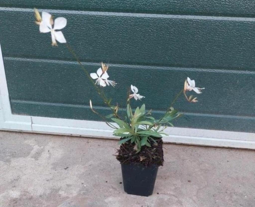 Gaura lindheimeri whirling butterflies, Tuin en Terras, Planten | Tuinplanten, Volle zon, Vaste plant, Lente, Ophalen