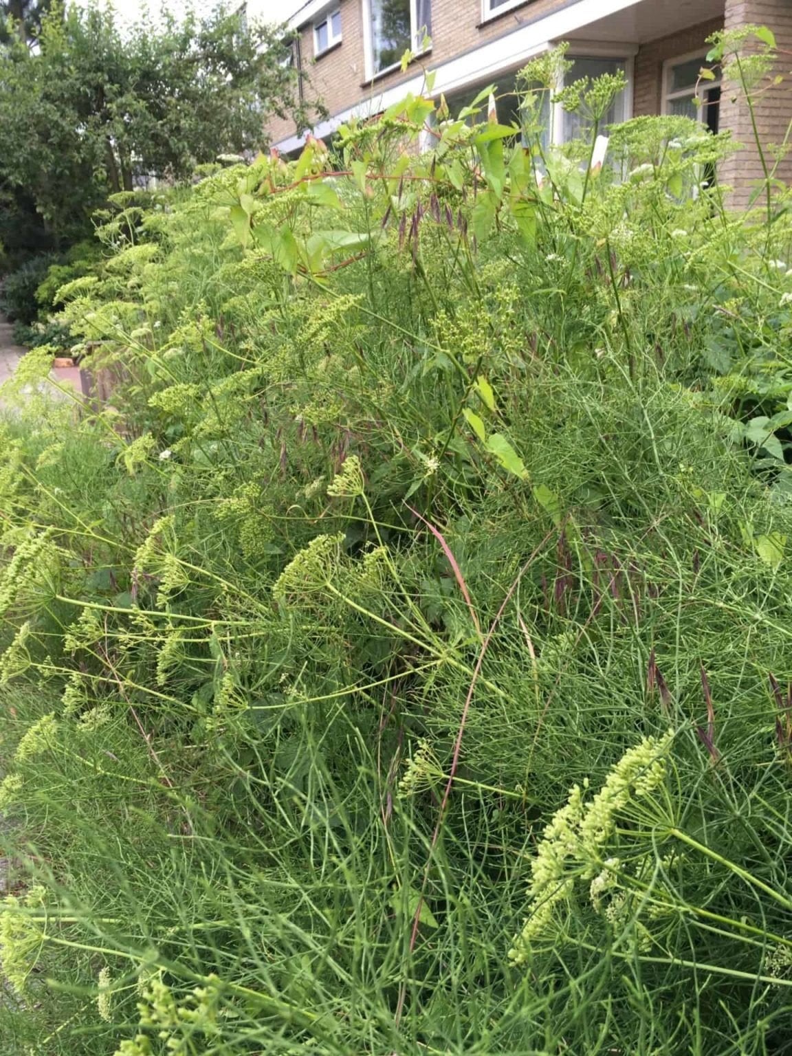 Gezocht Tuin Klussen, Ophalen