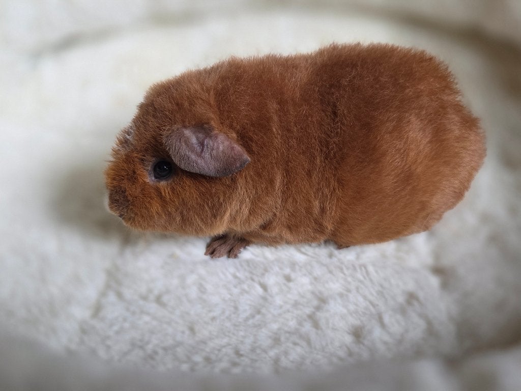 US Teddy zeugjes (gereserveerd), Dieren en Toebehoren, Juni, Vrouwelijk, Cavia