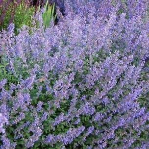 Nepeta faassenii, kattekruid, Tuin en Terras, Planten | Tuinplanten, Ophalen, Bodembedekkers, Volle zon, Vaste plant