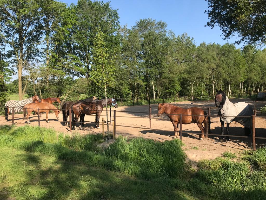 Natuurlijk paarden houden | Paddock Paradise