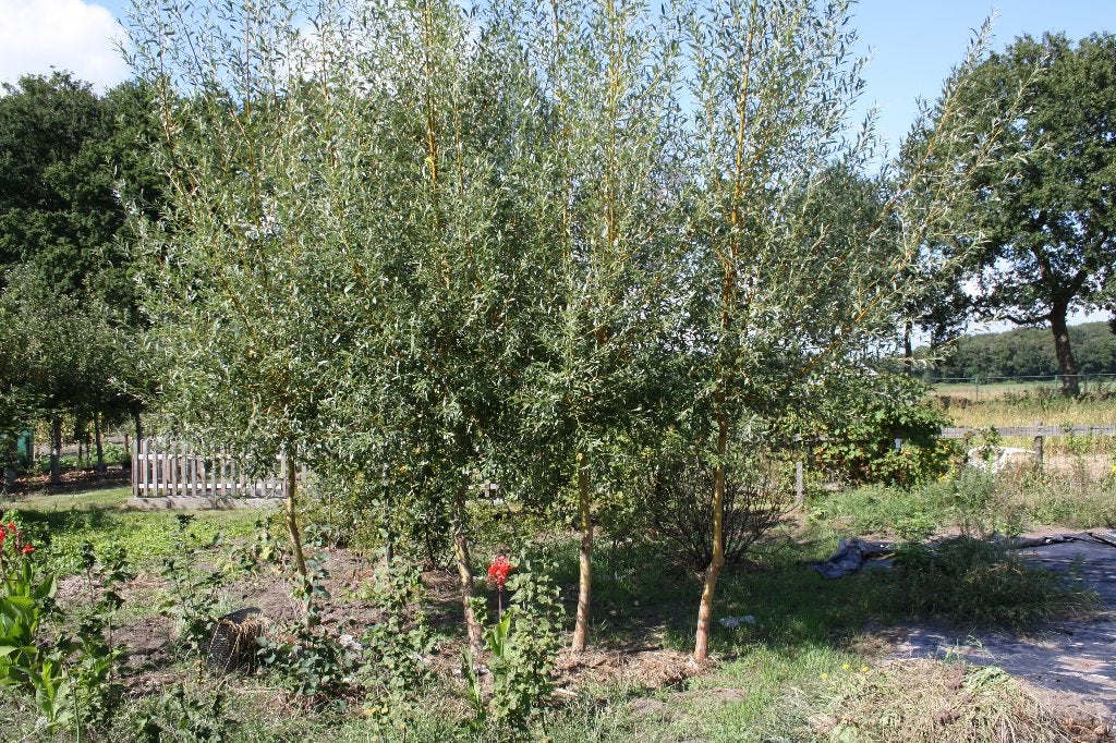 knotwilg te koop voor 20 euro per stuk, Bloeit niet, Overige soorten, 100 tot 250 cm, Ophalen