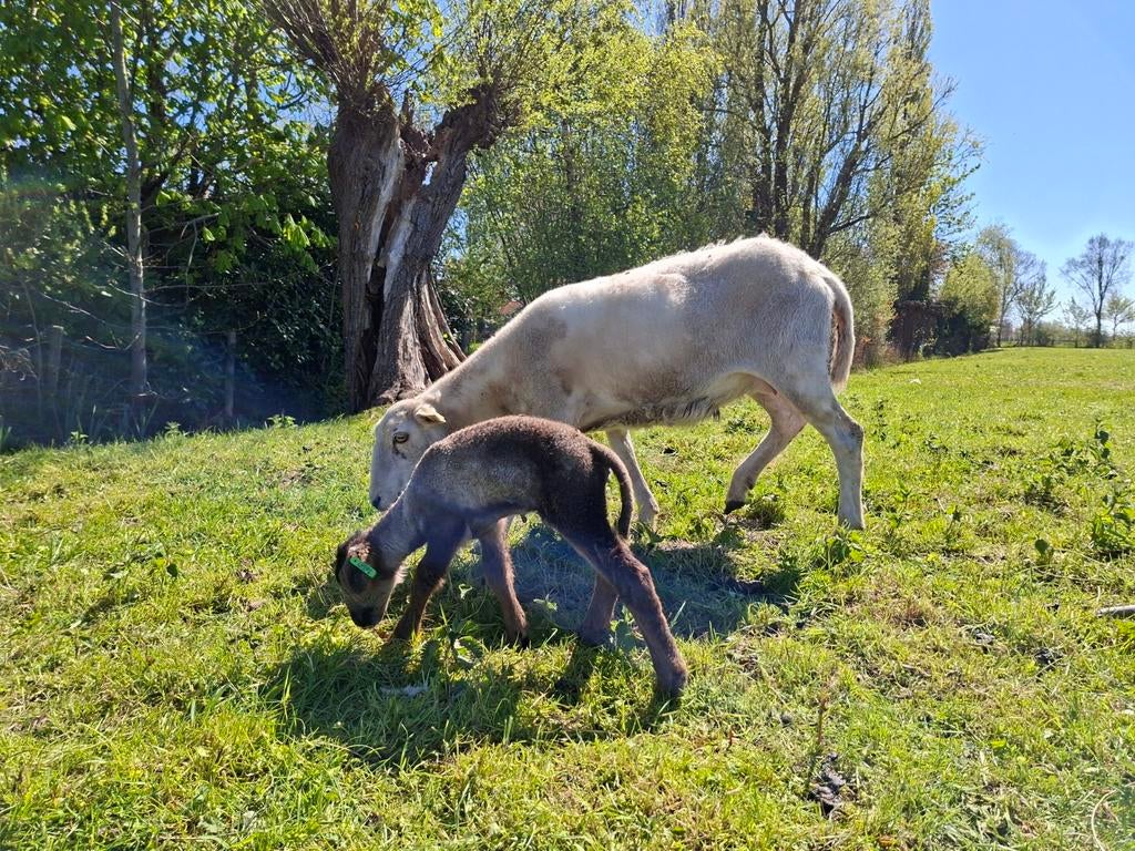 Ruischaap enter ooi met ooilam blueagoutie, Dieren en Toebehoren, Schapen, Geiten en Varkens, Vrouwelijk, Schaap
