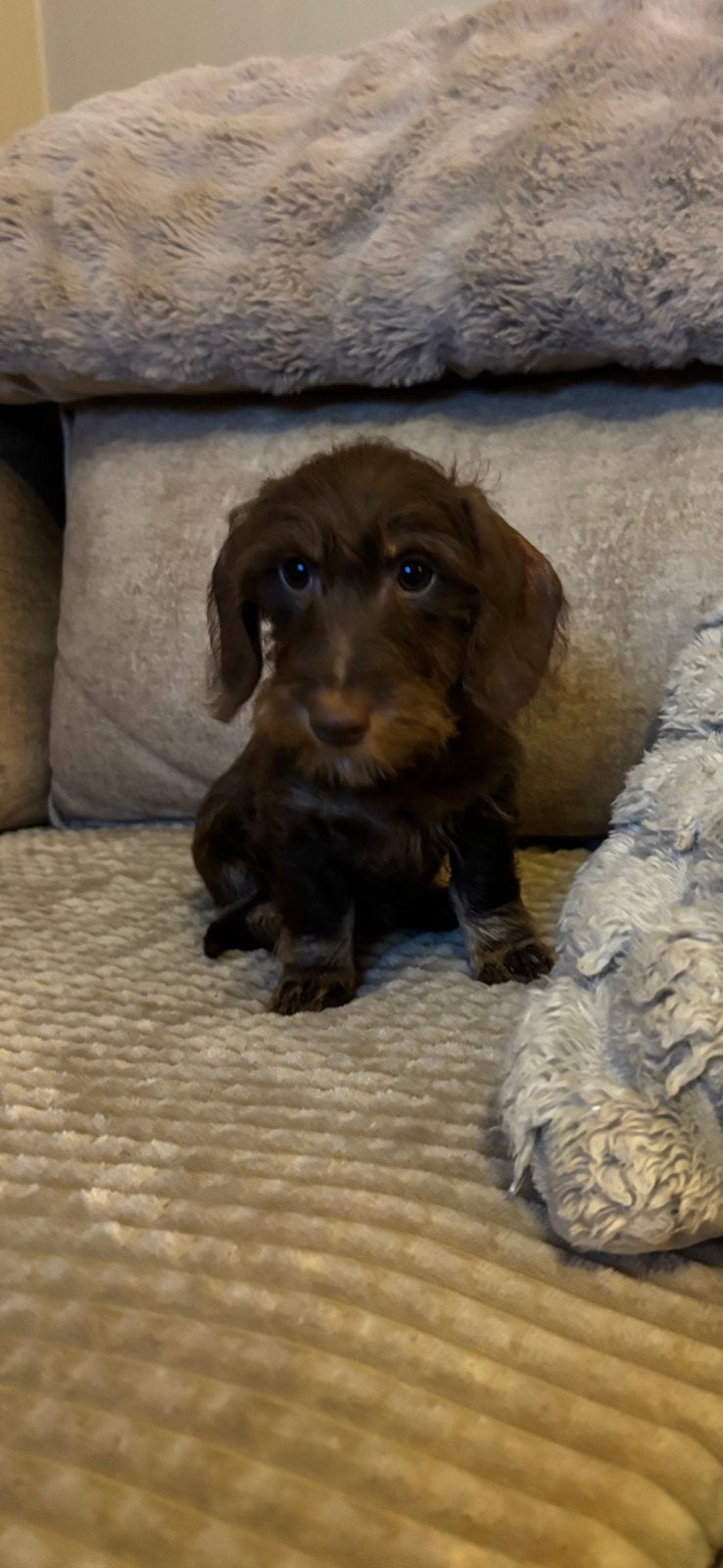 Ruwharige dwergteckel pups, Dieren en Toebehoren, 8 tot 15 weken, Dwerg, Meerdere, Meerdere dieren