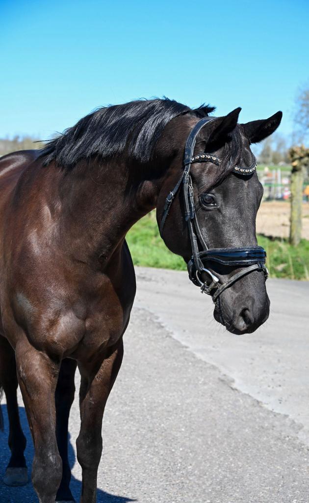 Zwarte parel 5 jarige ruin, Dieren en Toebehoren, Ruin, Dressuurpaard, 3 tot 6 jaar