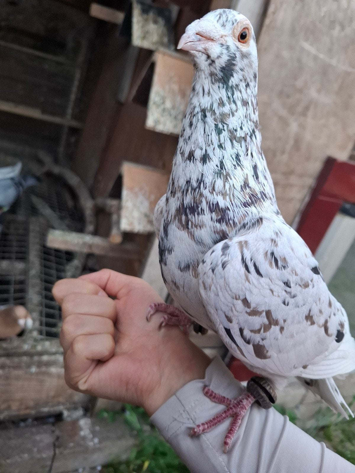 Duiven te koop, Dieren en Toebehoren, Vogels | Duiven, Meerdere dieren, Overige soorten