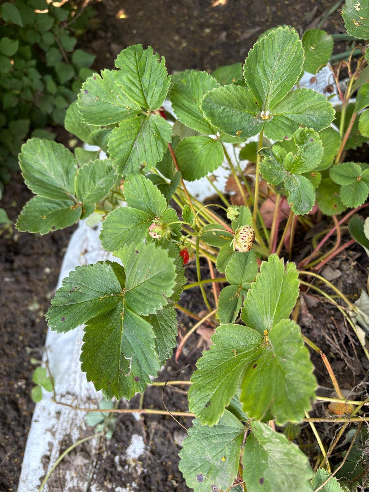 Jonge aardbeiplanten - Vers fruit uit eigen tuin!, Volle zon, Vaste plant, Ophalen of Verzenden, Fruitplanten
