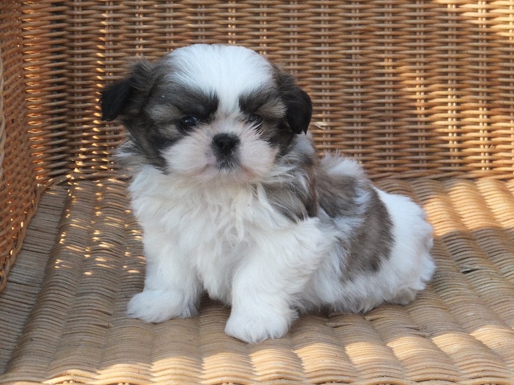 BOOMER PUPS   MALTEZER X SHIH TZU mix, Maltezer, Nederland, 8 tot 15 weken, Meerdere