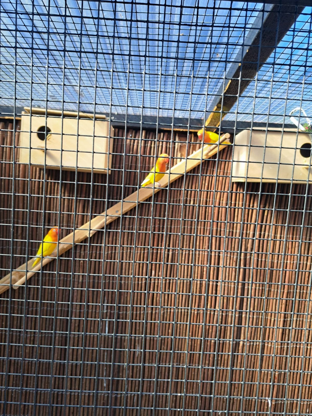 Lutino agapornissen, Dieren en Toebehoren, Vogels | Parkieten en Papegaaien, Geslacht onbekend, Dwergpapegaai of Agapornis