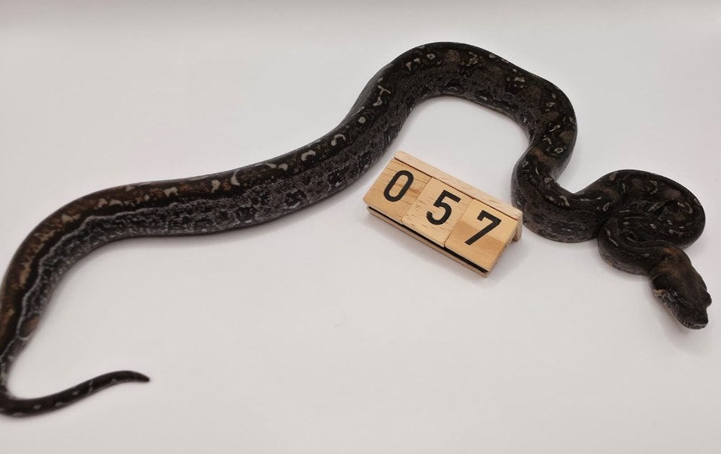 Leopard 66% anery boa imperator Boa Constrictor - unknown for sale from Mulder