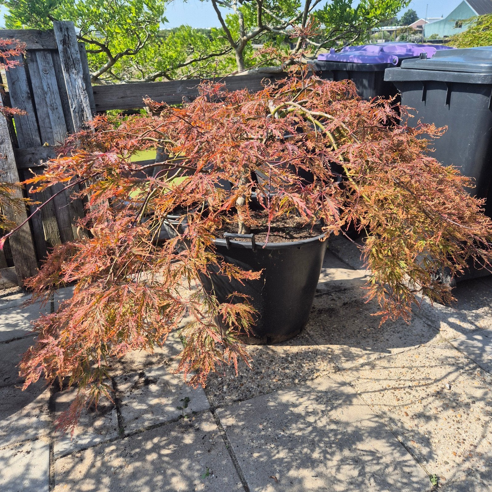 acer, Ophalen of Verzenden