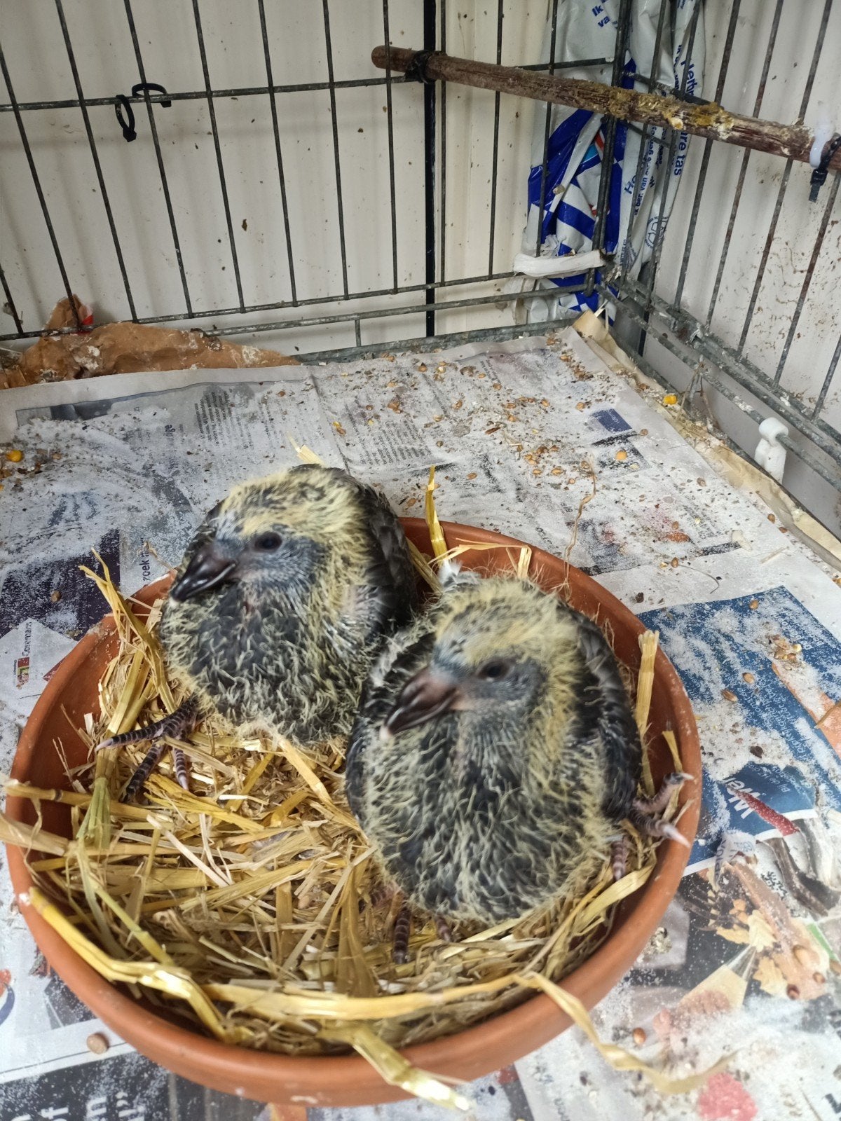 Postduiven ( piepers), Meerdere dieren, Geringd