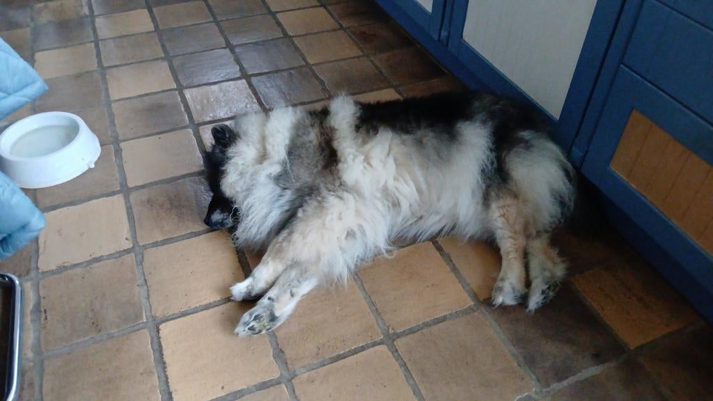 Dieren oppas aan huis of bij ons , uitlaten, verzorgen etc, Ophalen