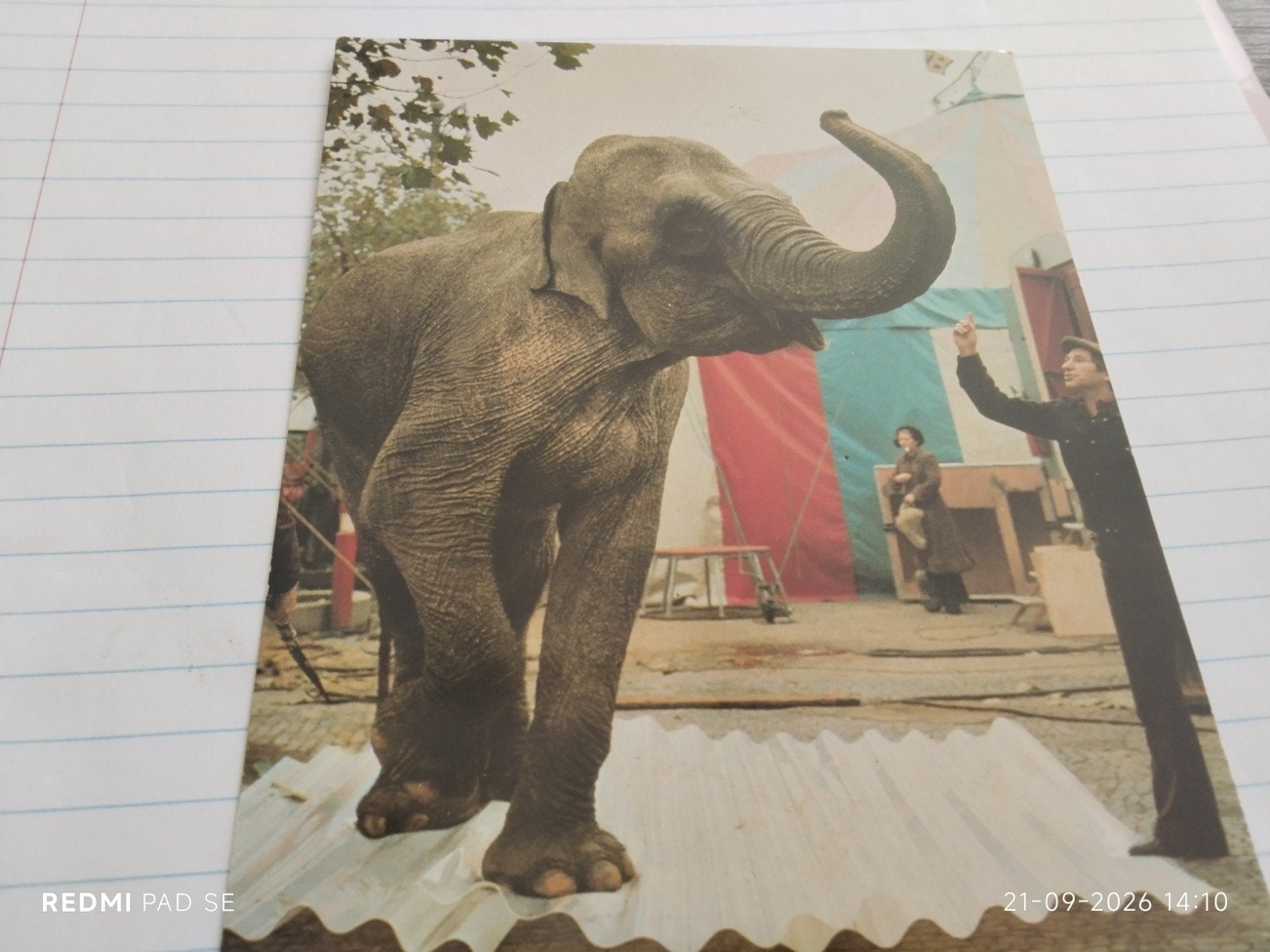 Ansichtkaart reclame Selchim HR golfplaten met olifant, Verzamelen, Ophalen of Verzenden, 1960 tot 1980, Ongelopen, Overige thema's
