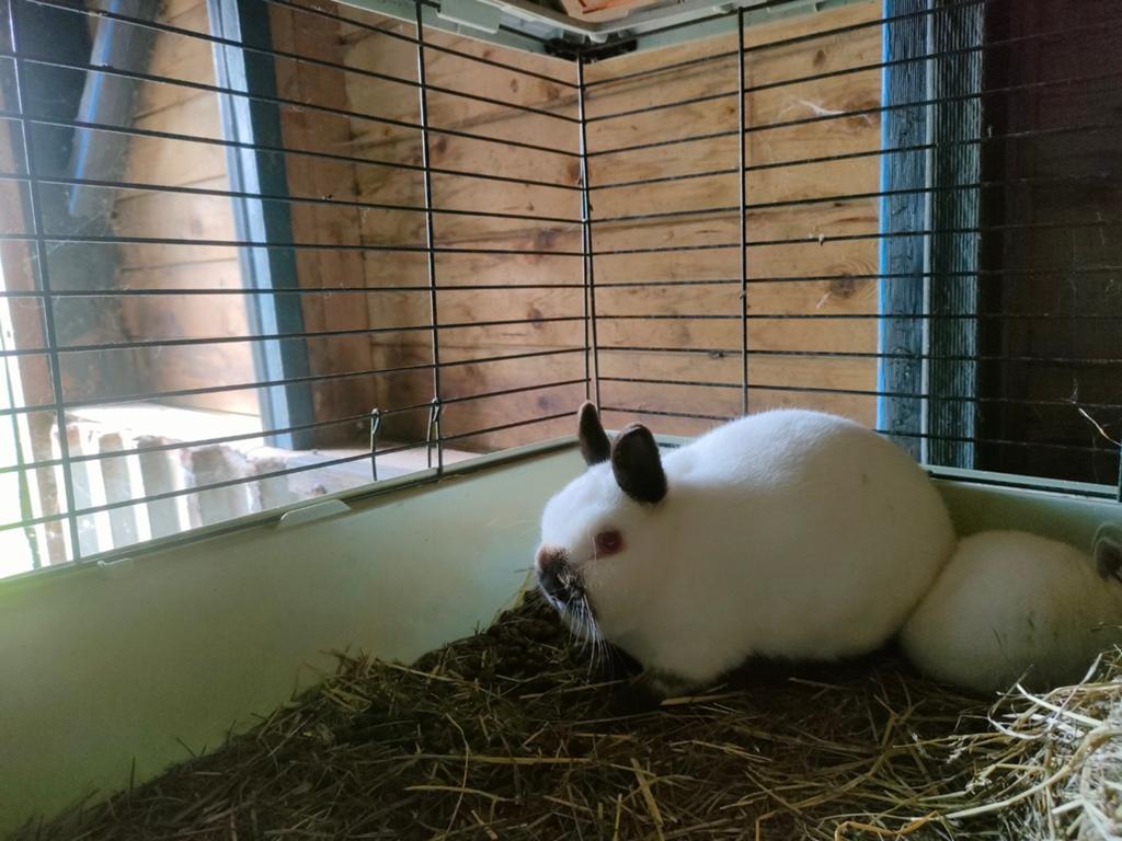 Jonge rus kleurdwerg, Dieren en Toebehoren, Konijnen, Meerdere dieren, Dwerg, 0 tot 2 jaar