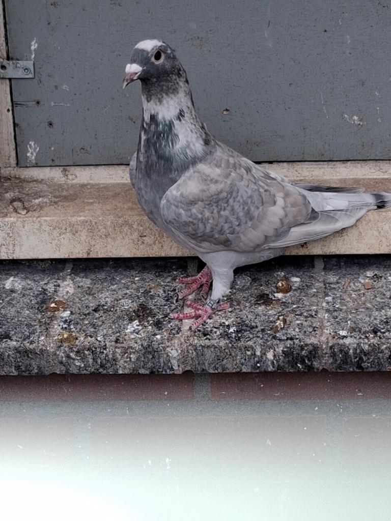 Reduced doffer, Dieren en Toebehoren, Mannelijk, Postduif