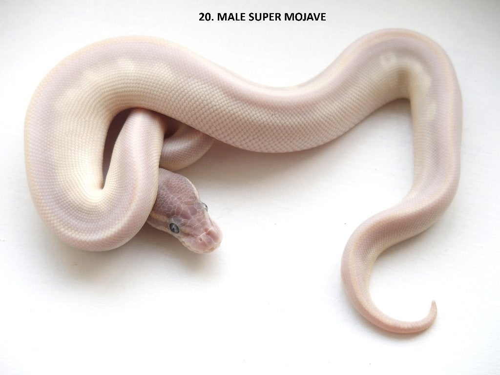 Koningspythons nakweek 2026 Ball Python photo 20