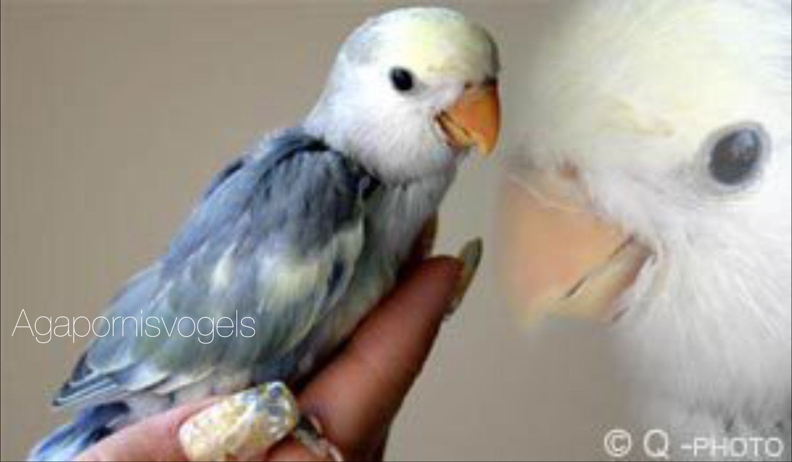 Jonge Agapornis / Agapornissen / Dwergpapegaai / Roseicollis, Meerdere dieren, Dwergpapegaai of Agapornis, Geringd