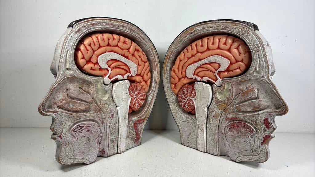 Anatomisch hoofd, Ophalen of Verzenden