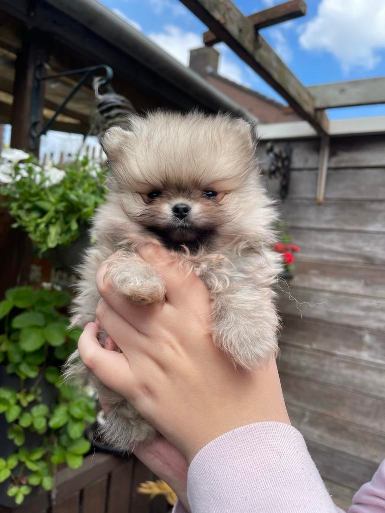 Mooie pomeriaan pups, Overige rassen, Meerdere, Meerdere dieren, Nederland