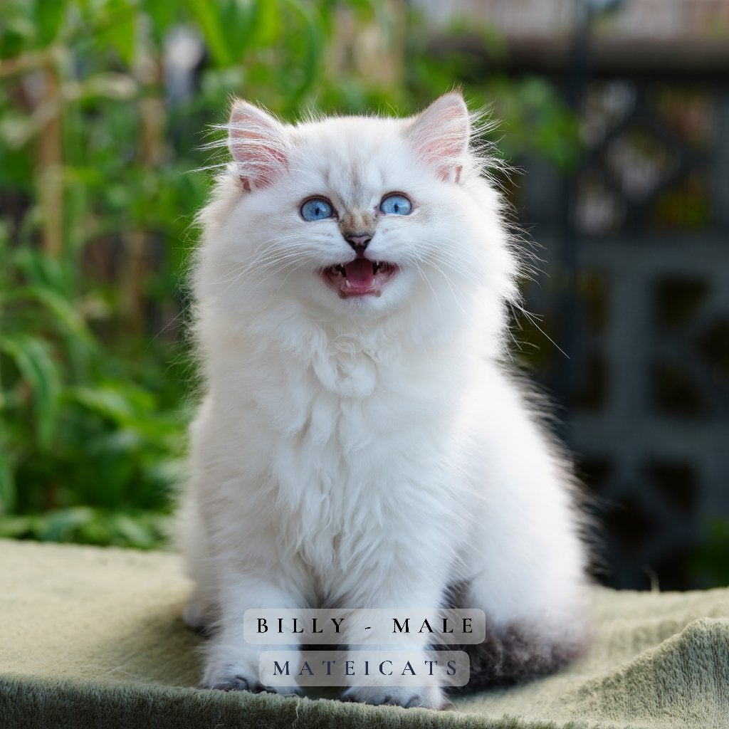 British Longhair Blue Point - Lilac Point, Meerdere dieren, Met stamboom, 0 tot 2 jaar