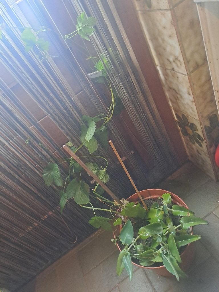 1 hop plant (bier brouwen) hopplant & 5 mother of thousant, Overige soorten, Vaste plant, Ophalen of Verzenden, Halfschaduw
