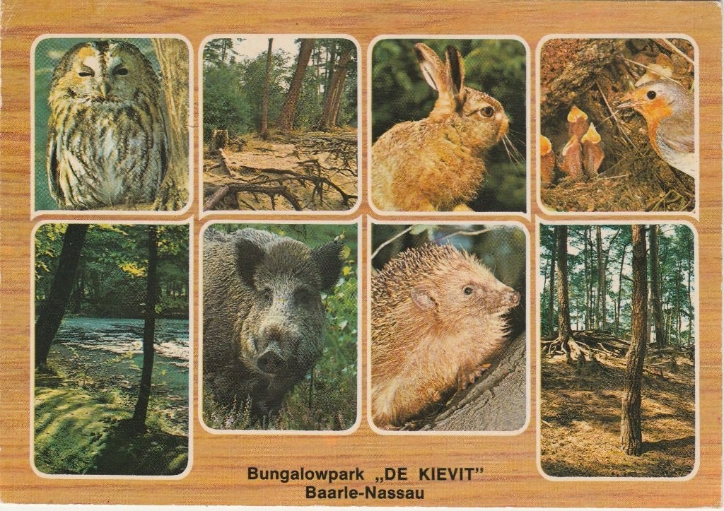 BAARLE NASSAU Bungalowpark De Kievit, Verzenden, 1960 tot 1980, Gelopen, Noord-Brabant