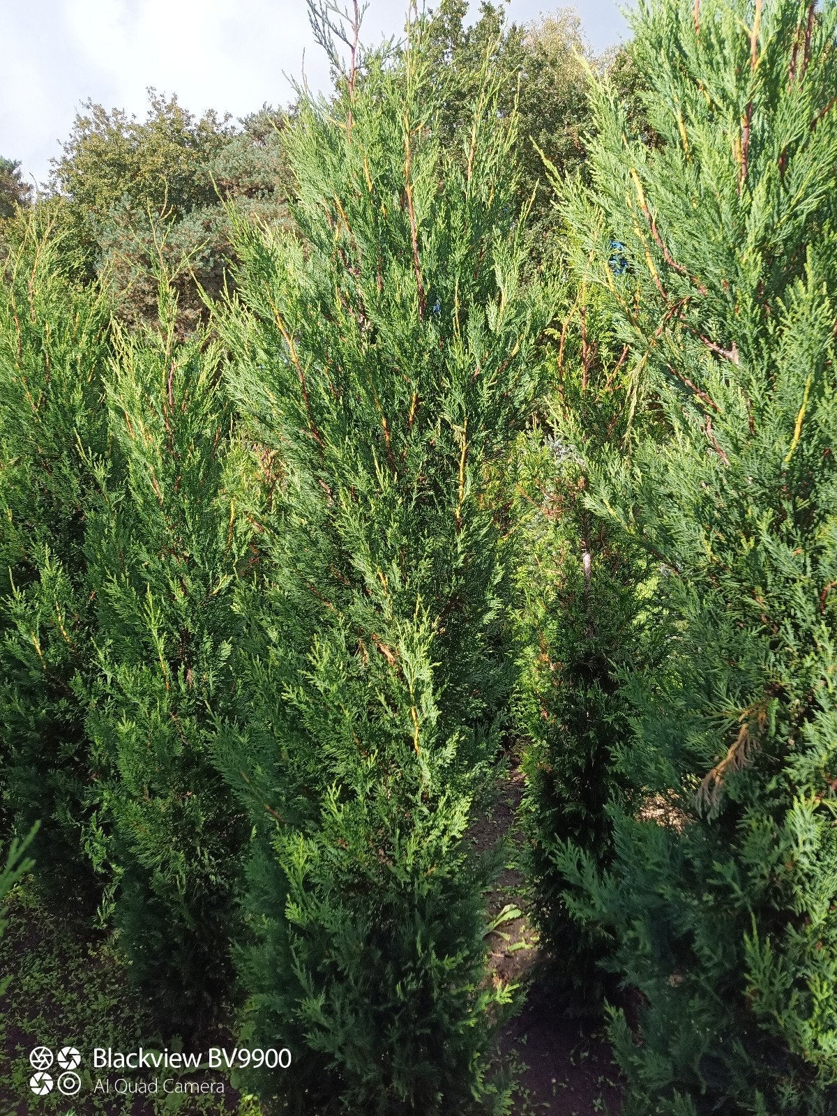 conifeer leylandii 2001 +-200cm snelgroeiende coniferen, Ophalen of Verzenden, Conifeer, Struik, 100 tot 250 cm