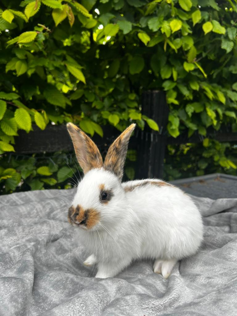 Rijnlander rammetje, Dieren en Toebehoren, Konijnen, Mannelijk, Middelgroot, 0 tot 2 jaar