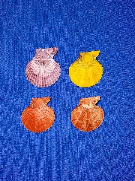 Schelpen, Chlamys sanatoria, set van vier stuks., Verzamelen, Mineralen en Fossielen, Ophalen of Verzenden, Schelp(en)