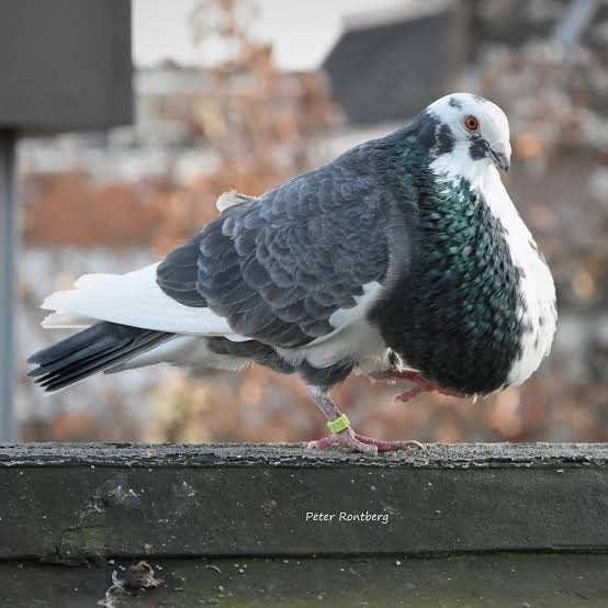 Gezocht!!, Meerdere dieren, Kropper