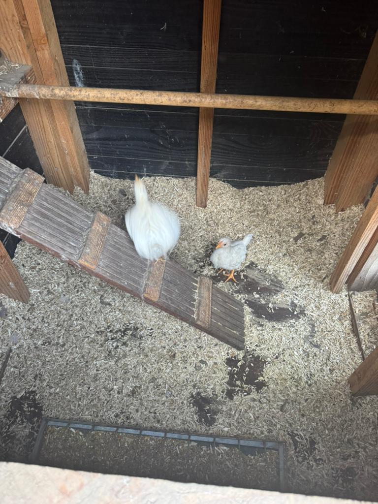 2 kuikens te koop – Witte Leghorn & kruising Assendelfter, Dieren en Toebehoren, Pluimvee