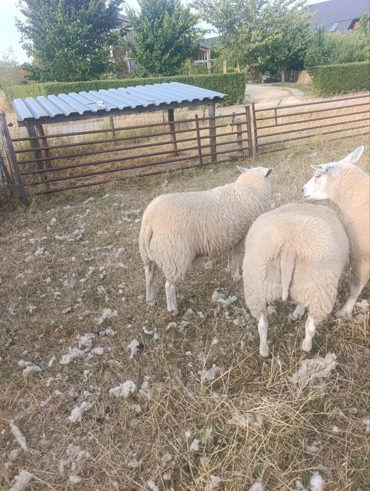 2 mooi ontwikkelde ooi lammeren geboren janu, Vrouwelijk, Schaap