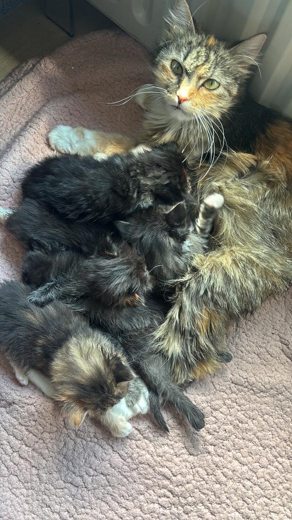 5 lieve pluizenbolletjes te koop, Dieren en Toebehoren, Katten en Kittens | Raskatten | Langhaar, Meerdere dieren